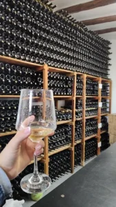 Bodega & Viñedos Familia Salvarredi