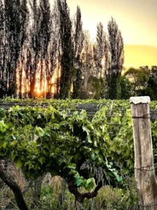LIMBO Finca y Bodega