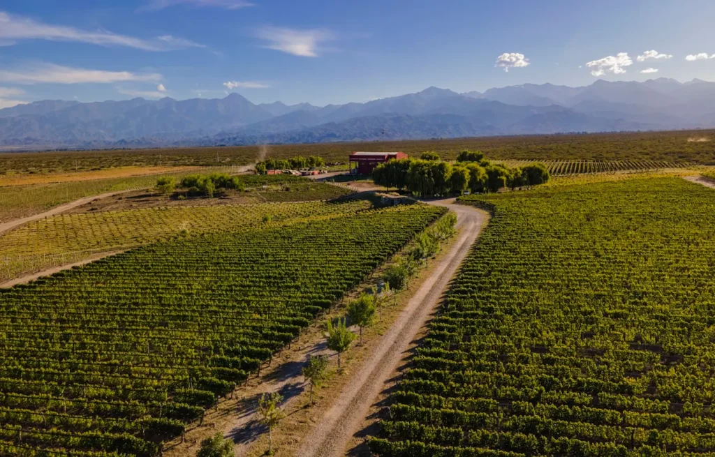 Zorzal Wines